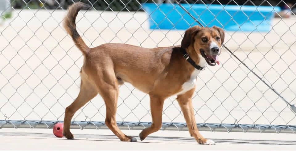 Foster Rocco!, a ADOPTABLE mixed breed in Oswego, IL image 4/4