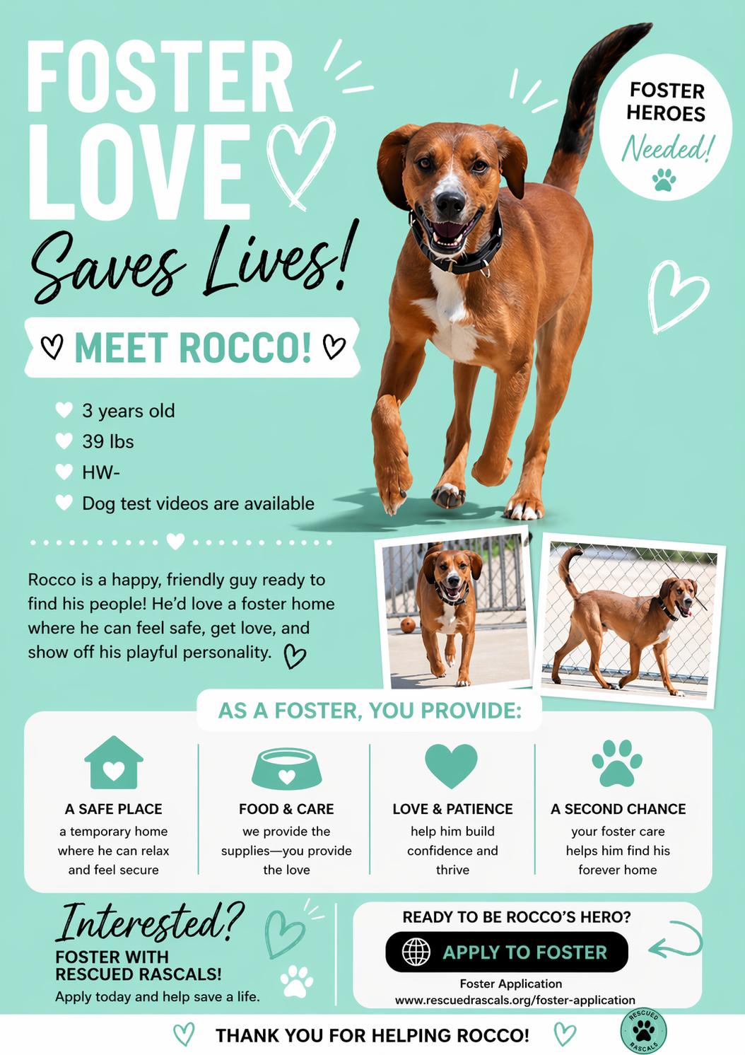 Foster Rocco!, a ADOPTABLE mixed breed in Oswego, IL image 3/4
