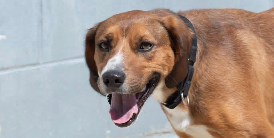 Foster Rocco!, a ADOPTABLE mixed breed in Oswego, IL image 2/4
