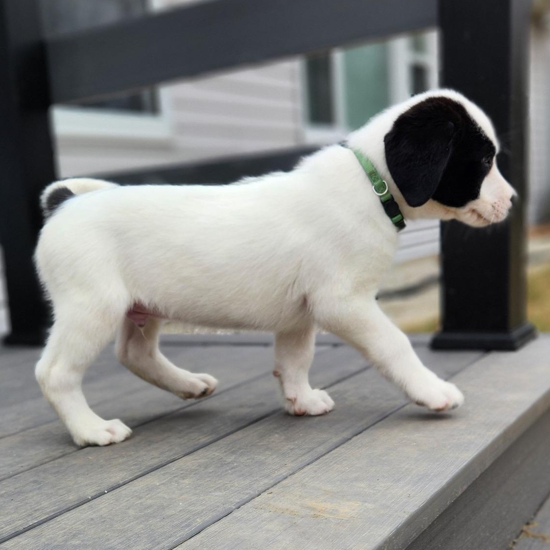 Ski Jumping, an adopted Mixed Breed in Racine, WI image 2/3