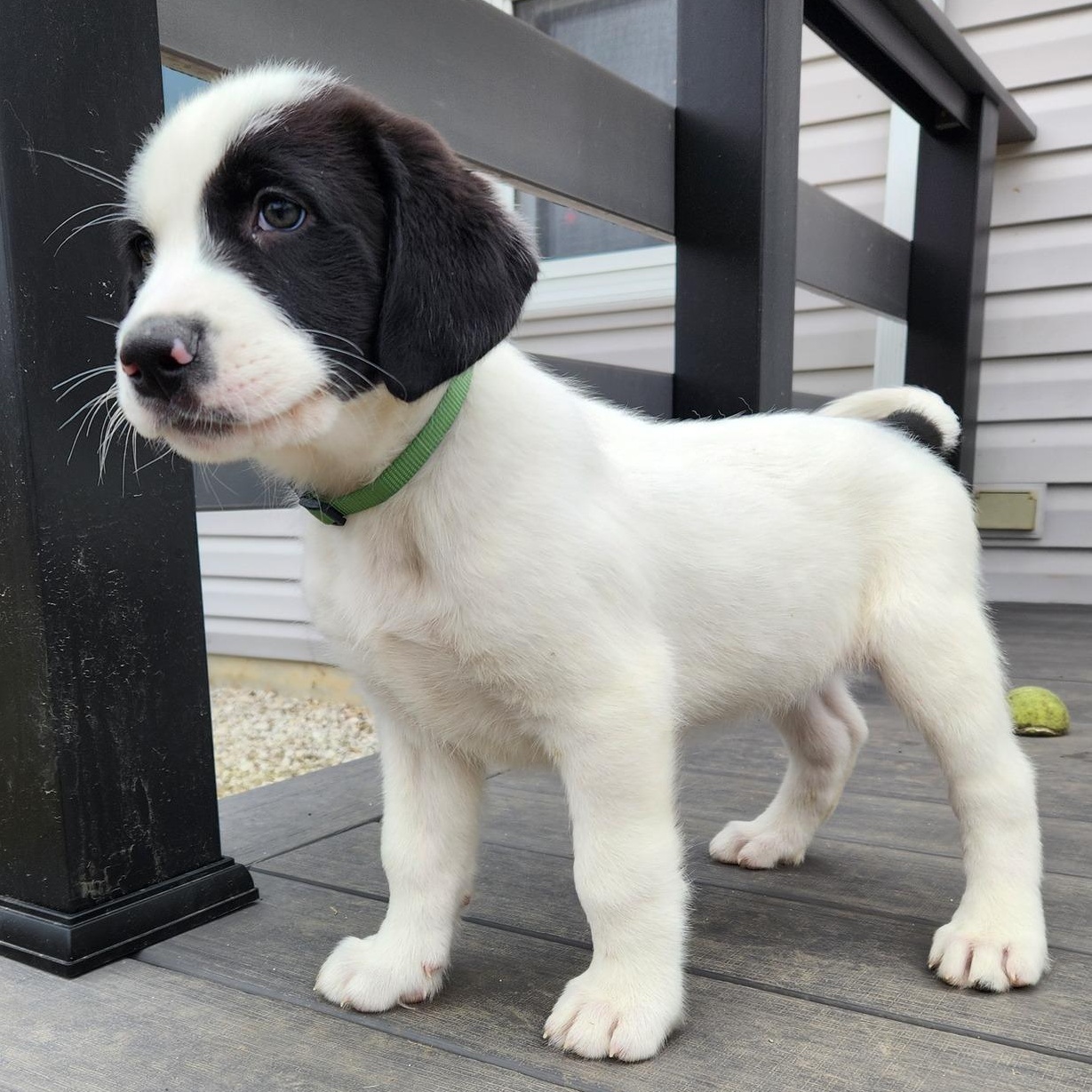 Ski Jumping, an adopted Mixed Breed in Racine, WI image 1/3