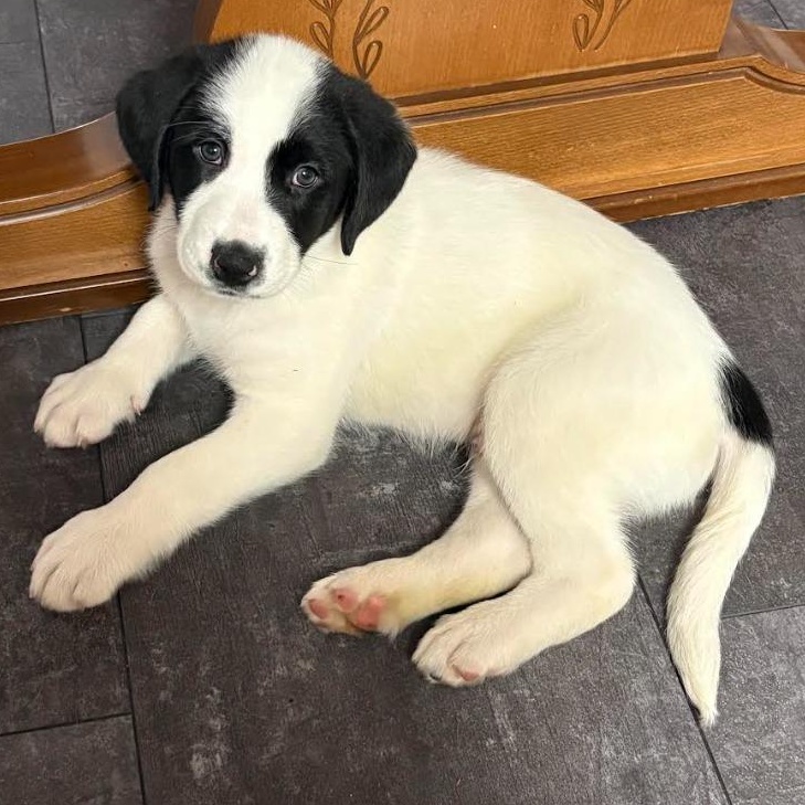 Ski Jumping, an adopted Mixed Breed in Racine, WI image 3/3