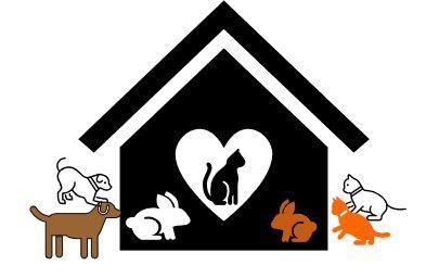 GenericCatAdoptionCollage, Adoptable, Adult Female Domestic Short Hair & Domestic Short Hair.