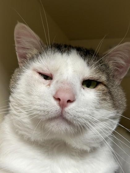 Enlarge Capone, a Adopted Domestic Short Hair in Hamilton, MT image 1/3