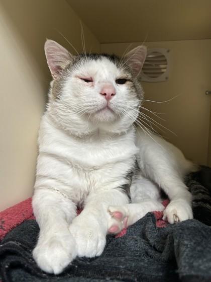 Enlarge Capone, a Adopted Domestic Short Hair in Hamilton, MT image 2/3
