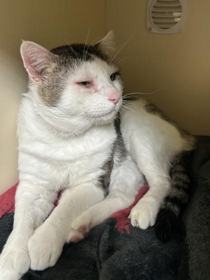 Enlarge Capone, a Adopted Domestic Short Hair in Hamilton, MT image 3/3