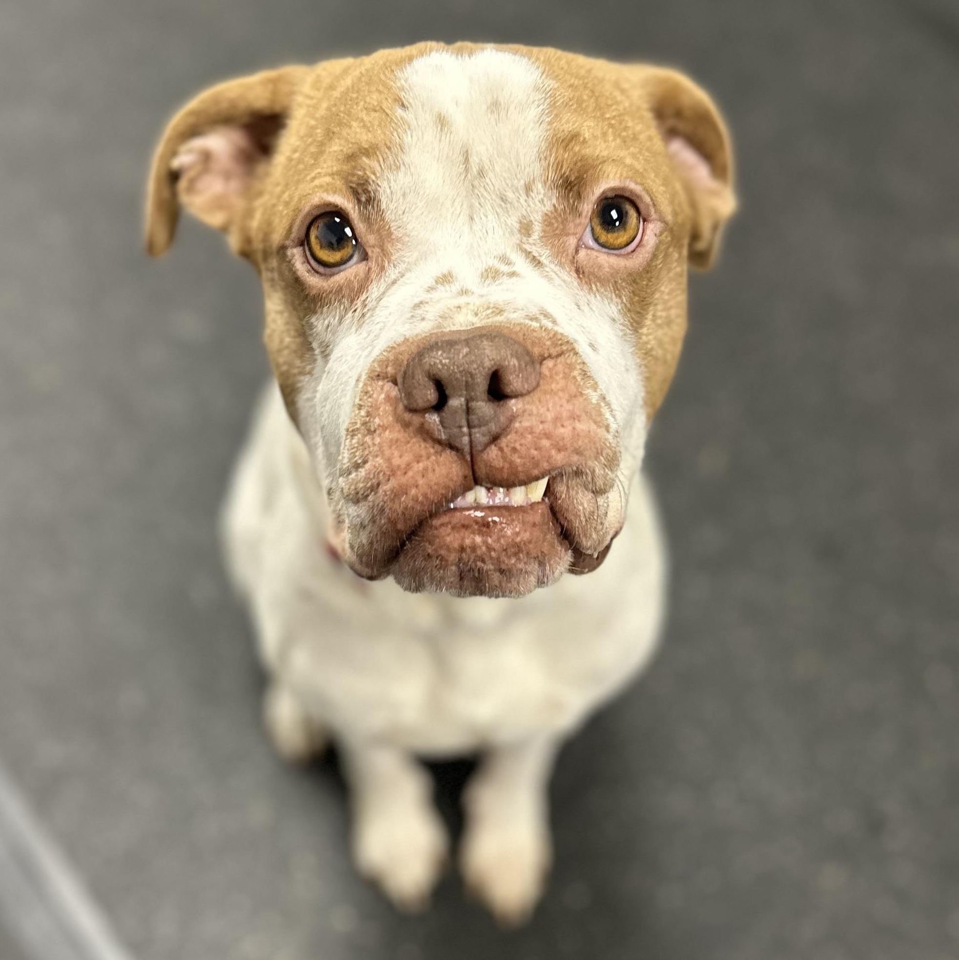 Enlarge Pinot, an adopted Mixed Breed in Youngstown, OH image 1/3