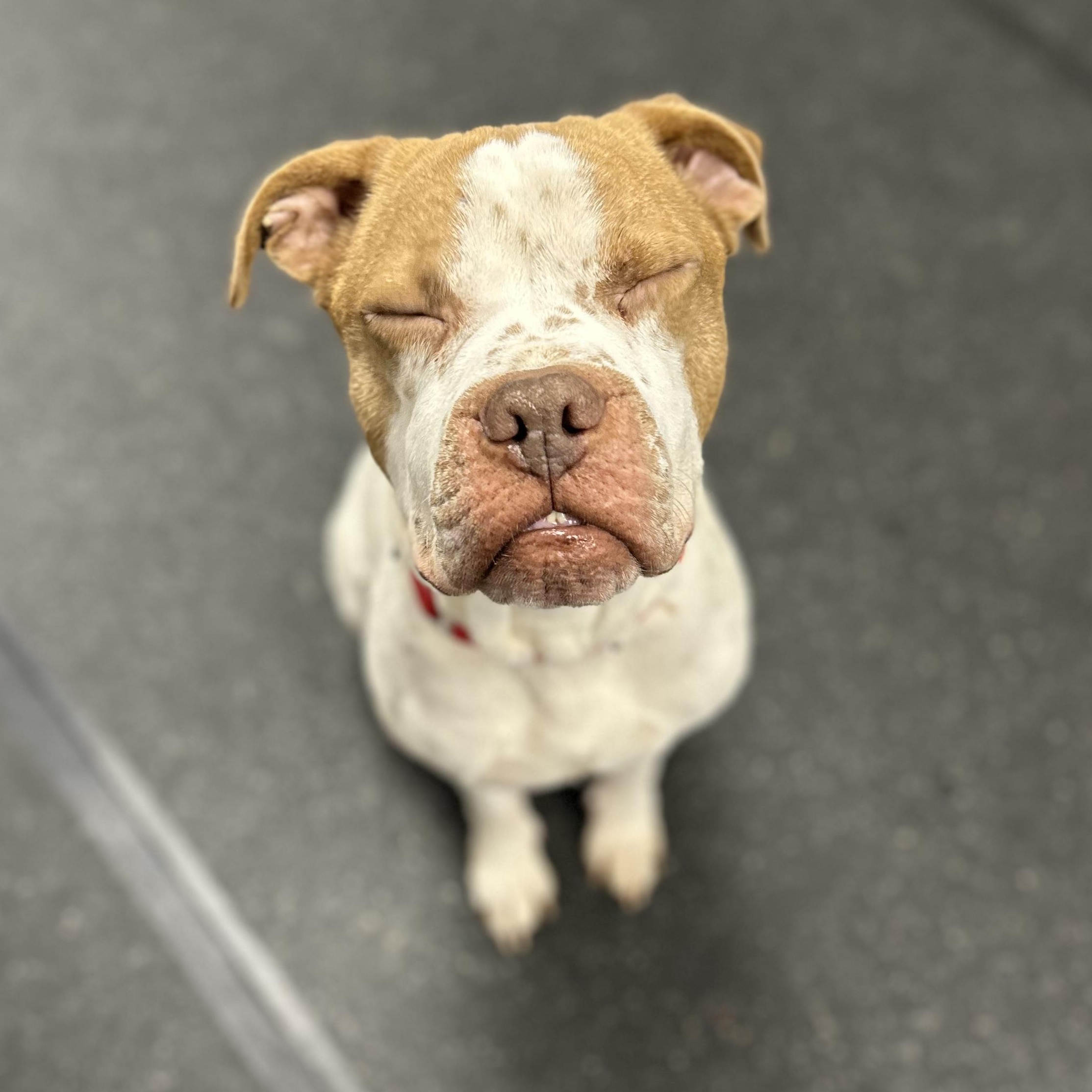 Enlarge Pinot, an adopted Mixed Breed in Youngstown, OH image 2/3