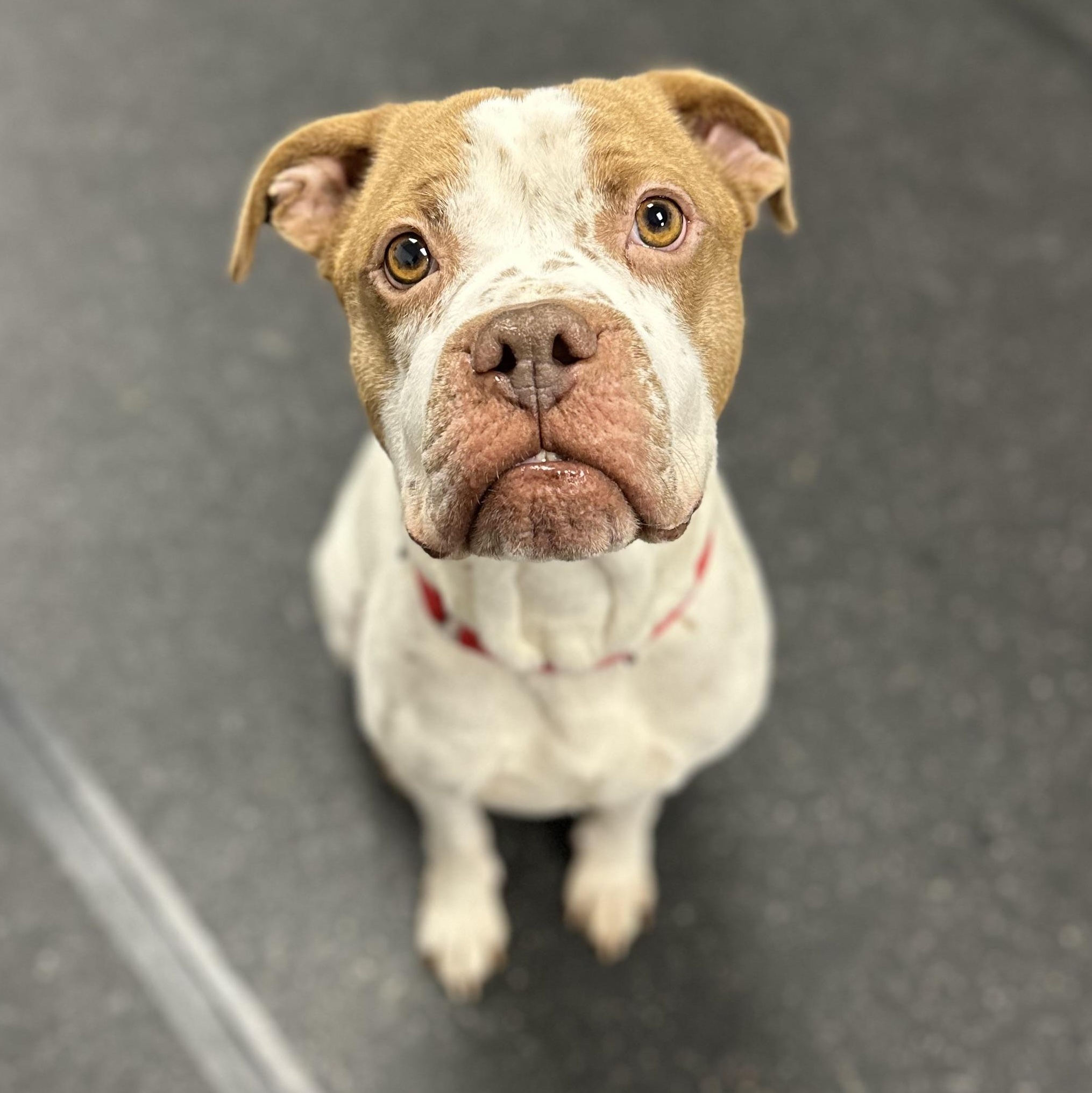 Enlarge Pinot, an adopted Mixed Breed in Youngstown, OH image 3/3