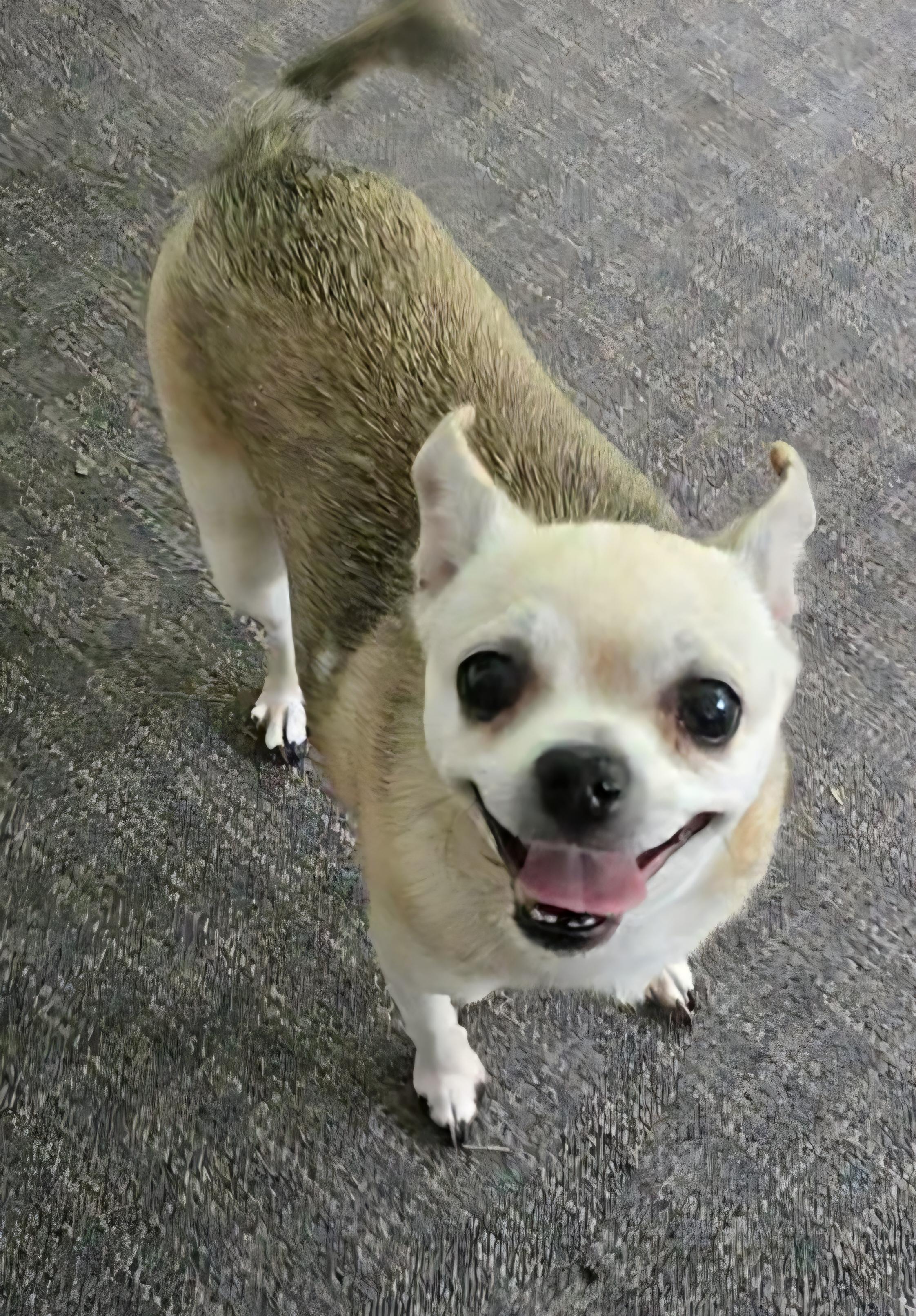 Sis, Adoptable, Senior Female Chihuahua.