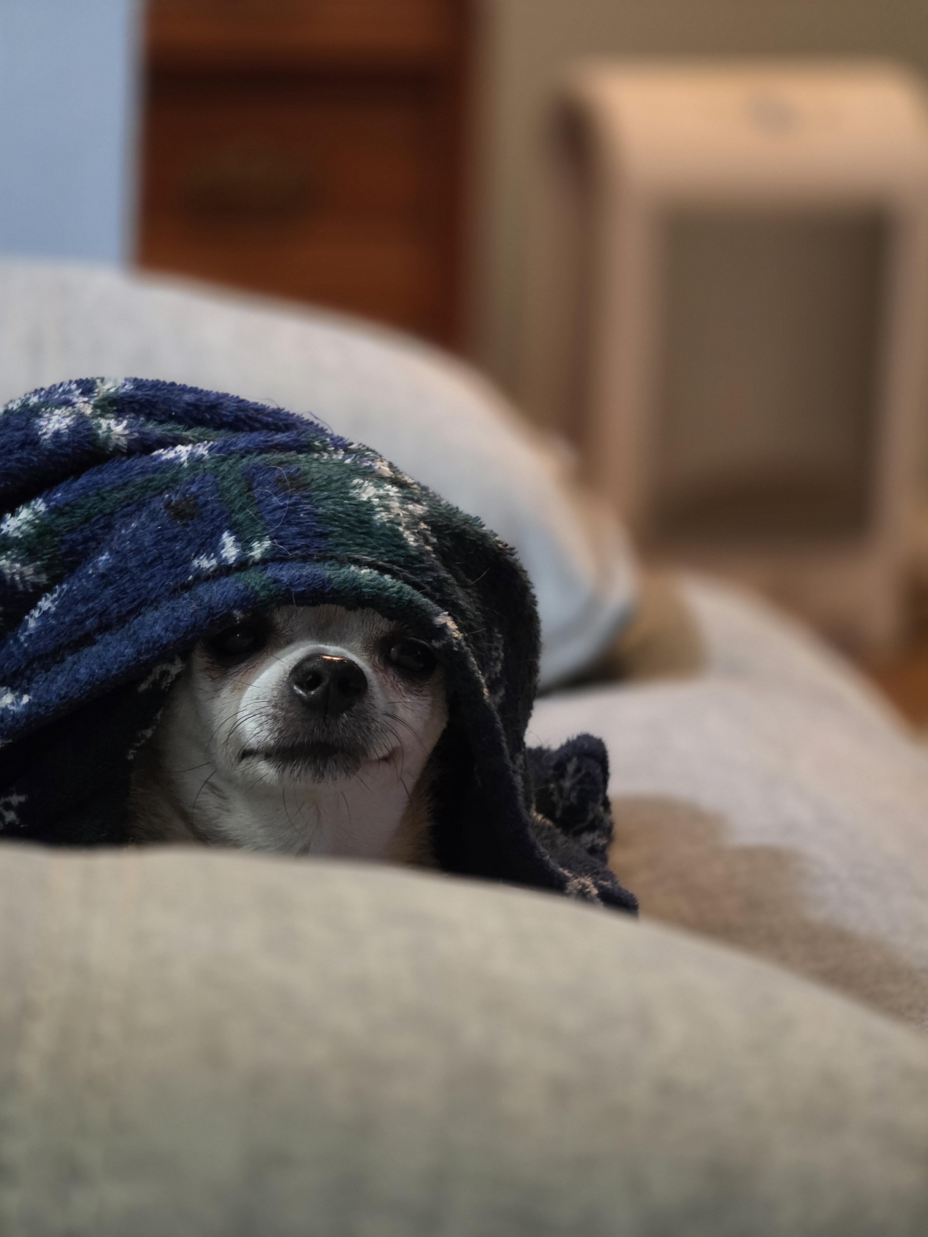 Sis, a Adoptable Chihuahua in Richmond, KY image 2/4