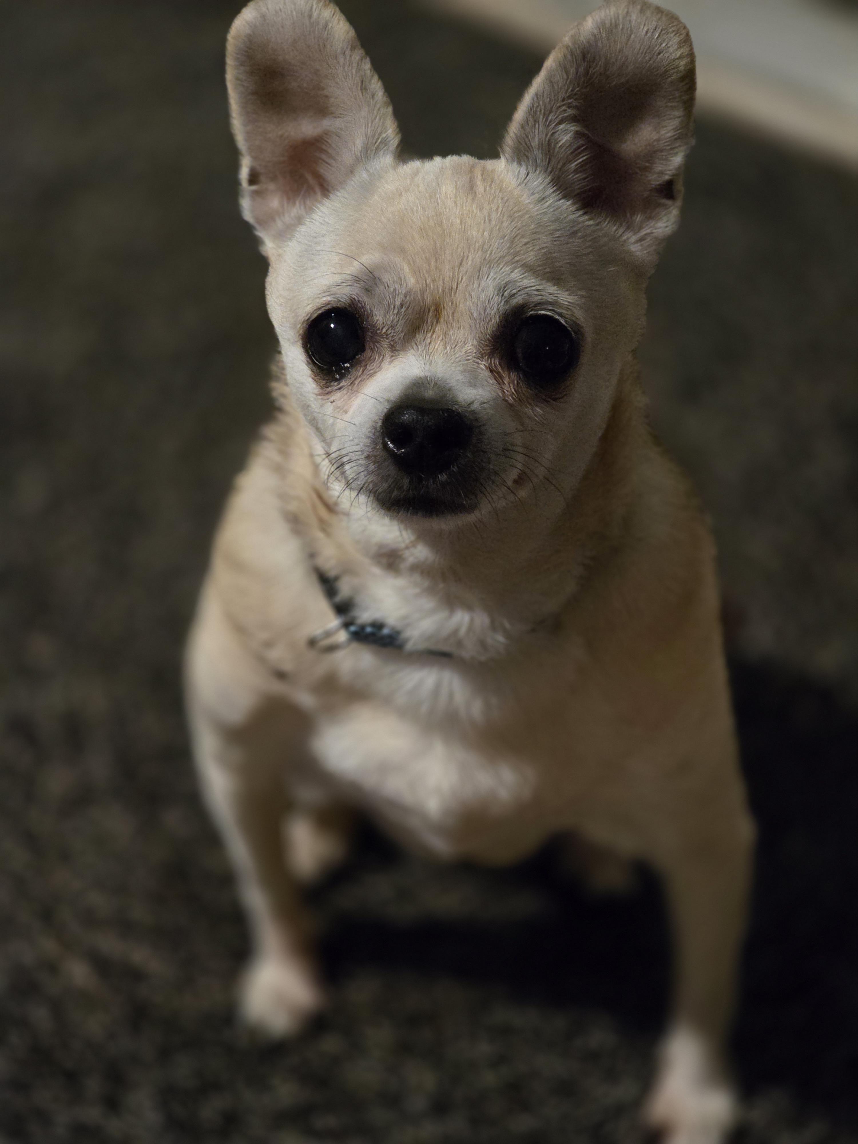 Sis, a Adoptable Chihuahua in Richmond, KY image 3/4