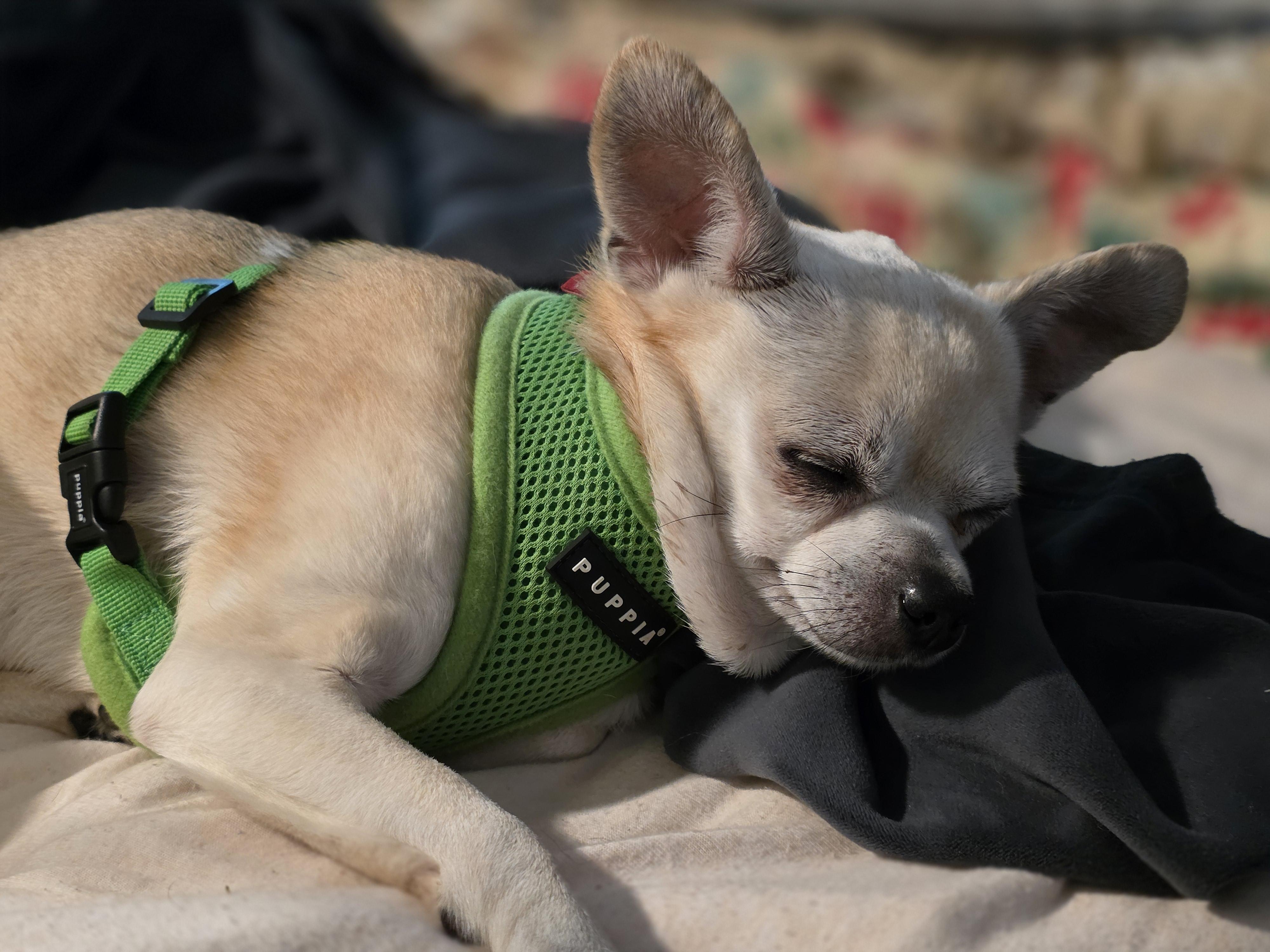 Sis, a Adoptable Chihuahua in Richmond, KY image 4/4