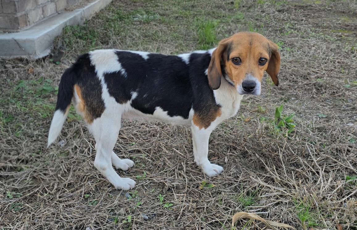 Daisy — thumbnail 4