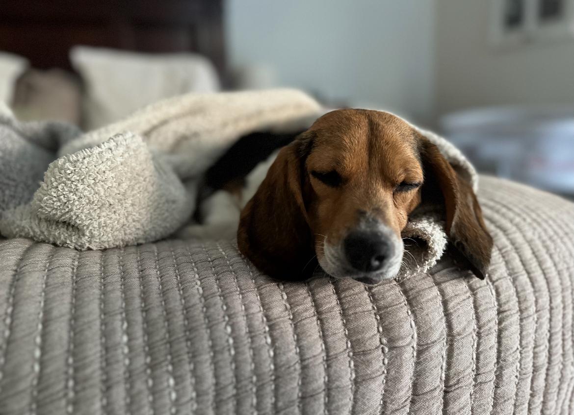 Daisy — thumbnail 5