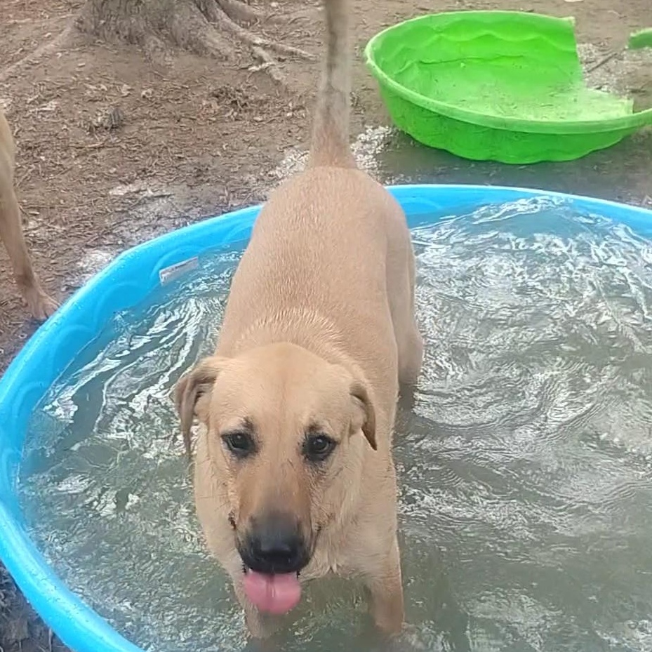 Enlarge Teddy, a Adoptable mixed breed in Carson, MS image 5/6