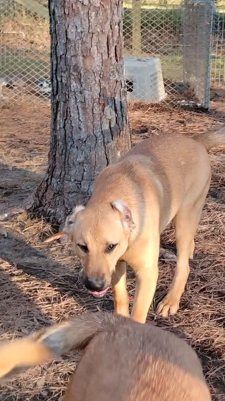 Enlarge Teddy, a Adoptable mixed breed in Carson, MS image 3/6