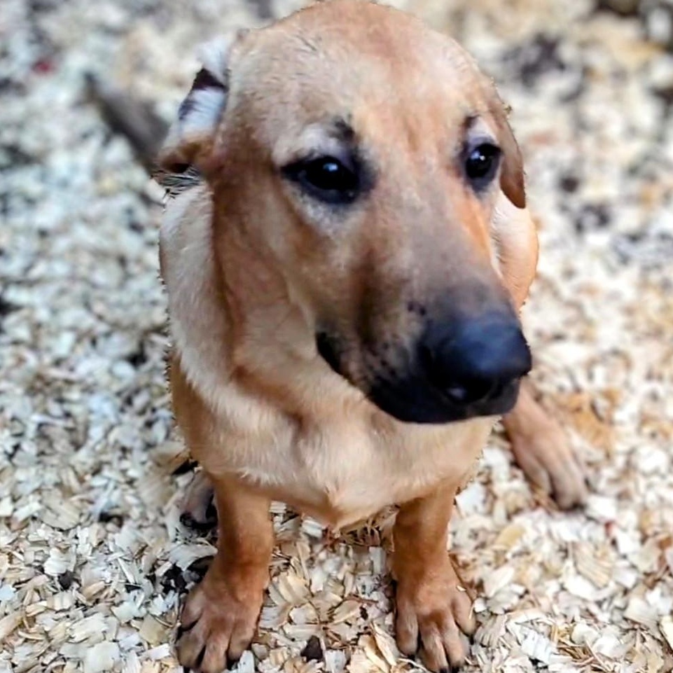 Enlarge Teddy, a Adoptable mixed breed in Carson, MS image 4/6