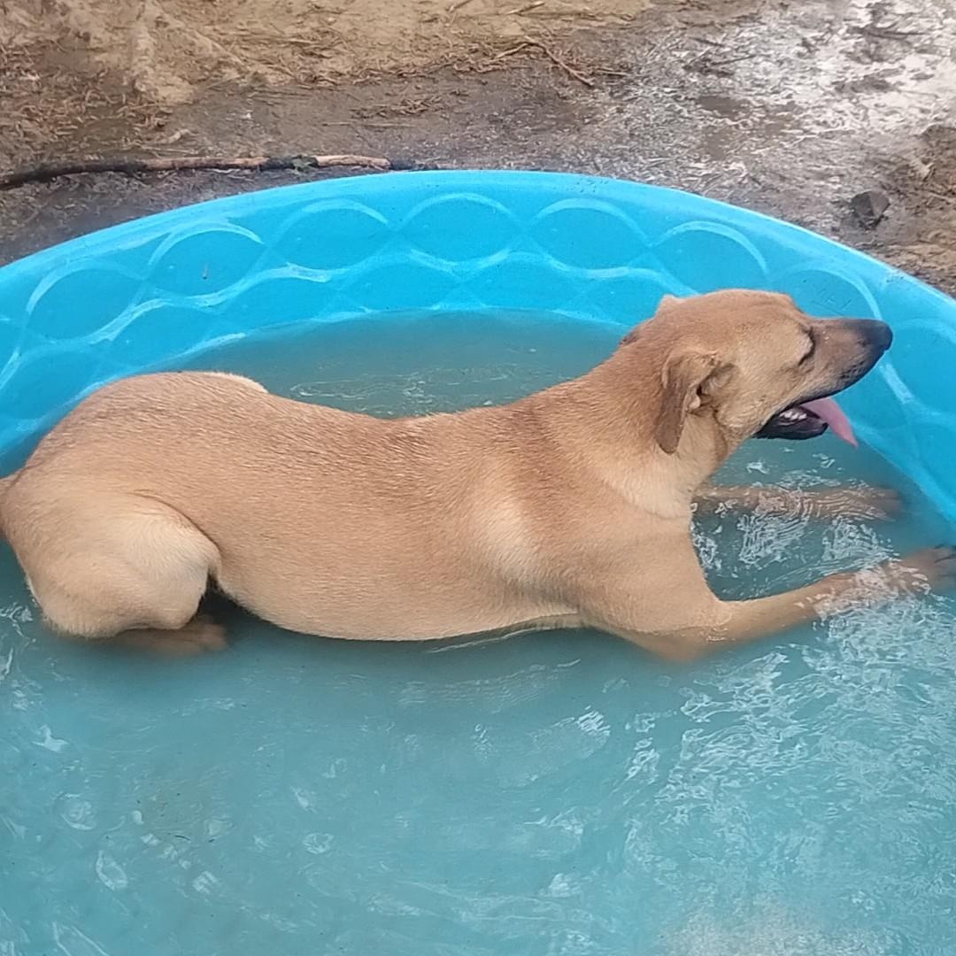 Teddy, Adoptable, Young Male German Shepherd Dog & Boxer.