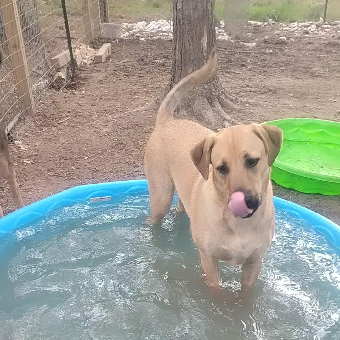 Enlarge Teddy, a Adoptable mixed breed in Carson, MS image 2/6