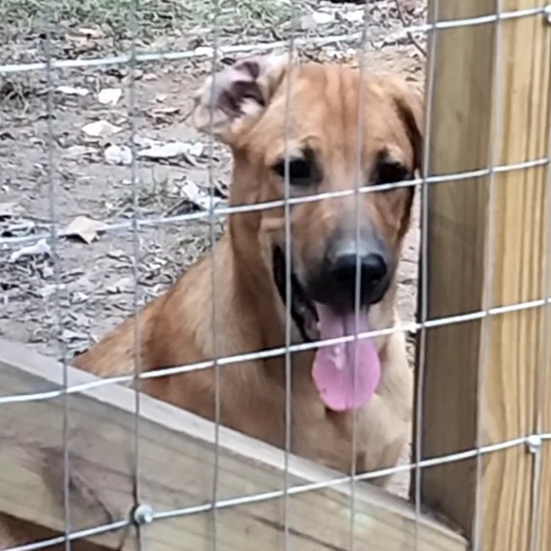 Enlarge Teddy, a Adoptable mixed breed in Carson, MS image 6/6