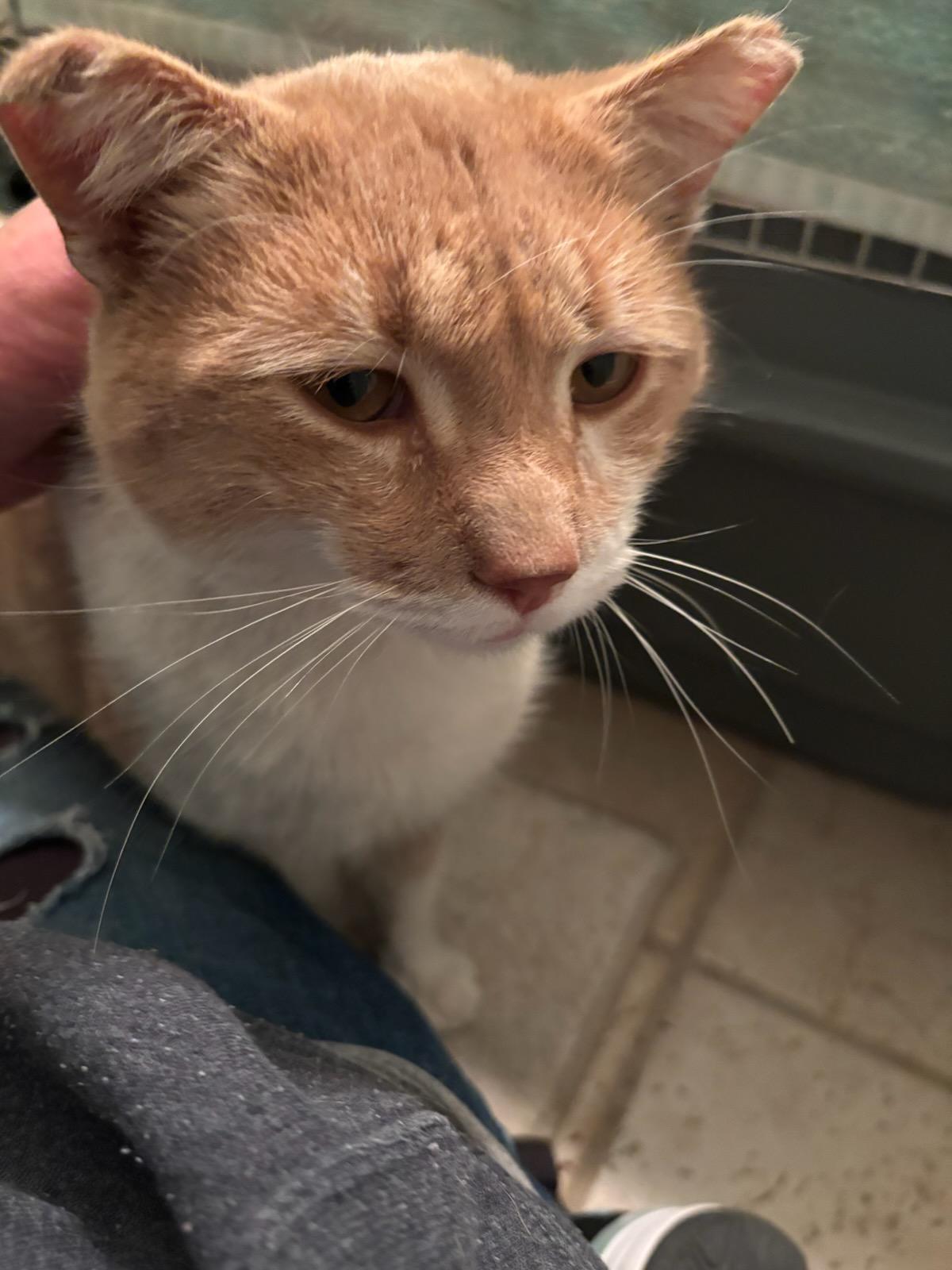 Enlarge Buddy, a Adoptable Tabby in woodbridge, VA image 4/6