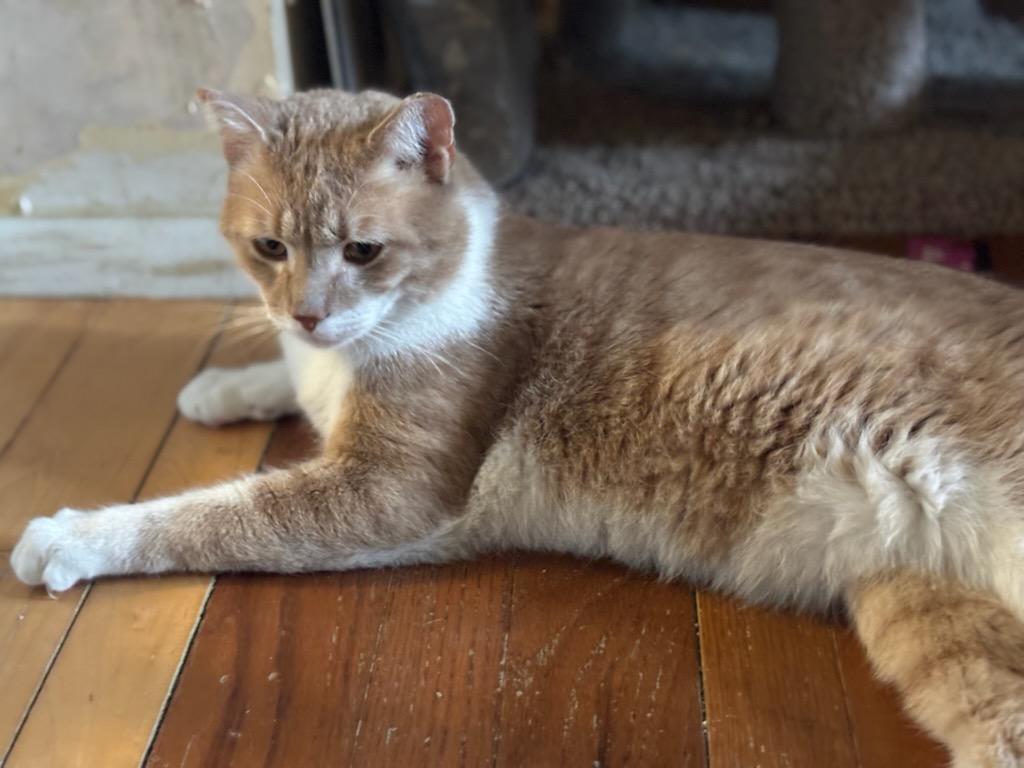 Enlarge Buddy, a Adoptable Tabby in woodbridge, VA image 6/6