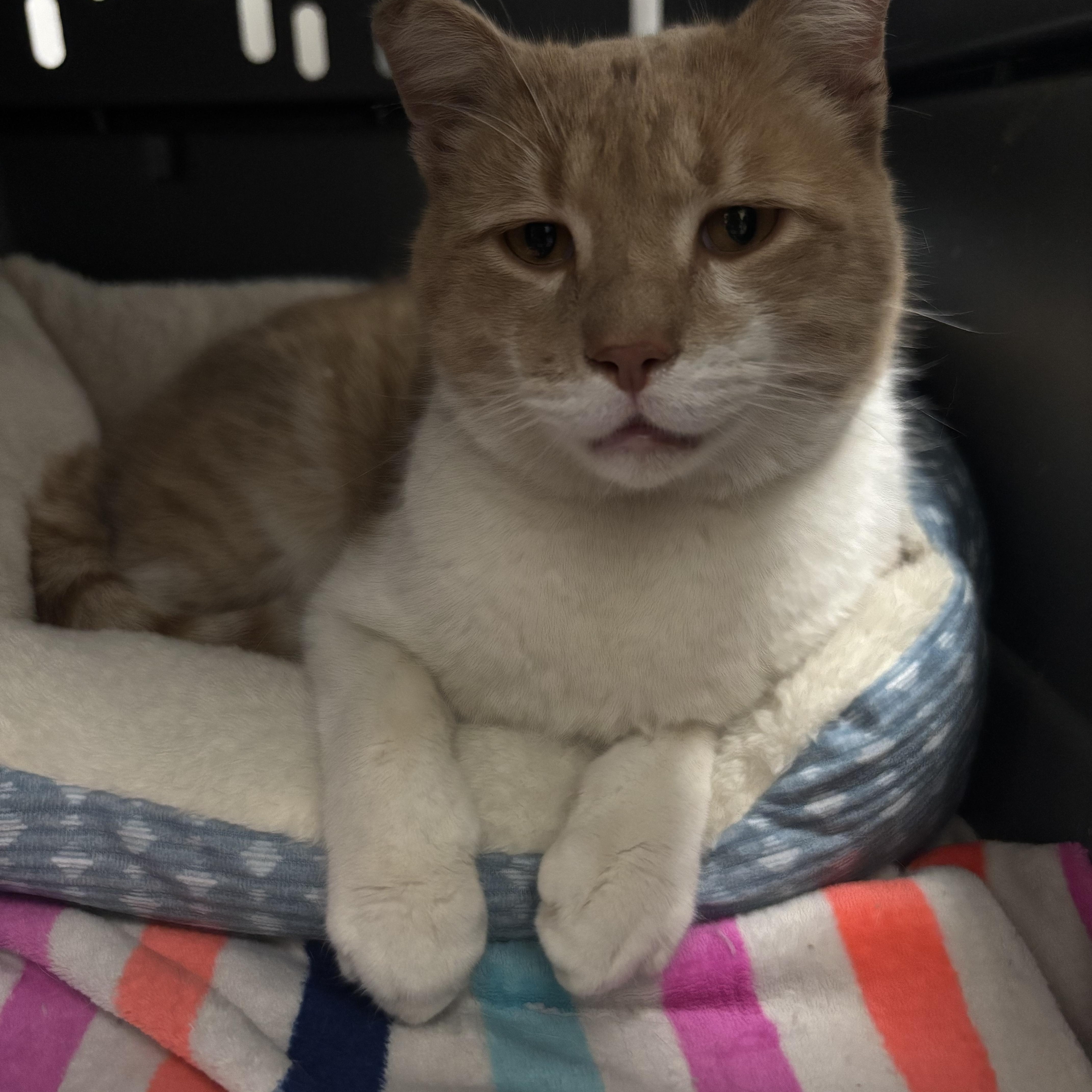 Enlarge Buddy, a Adoptable Tabby in woodbridge, VA image 5/6