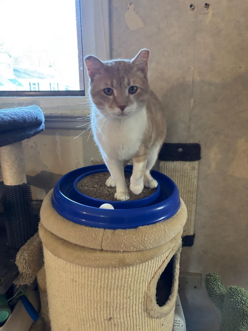 Enlarge Buddy, a Adoptable Tabby in woodbridge, VA image 1/6