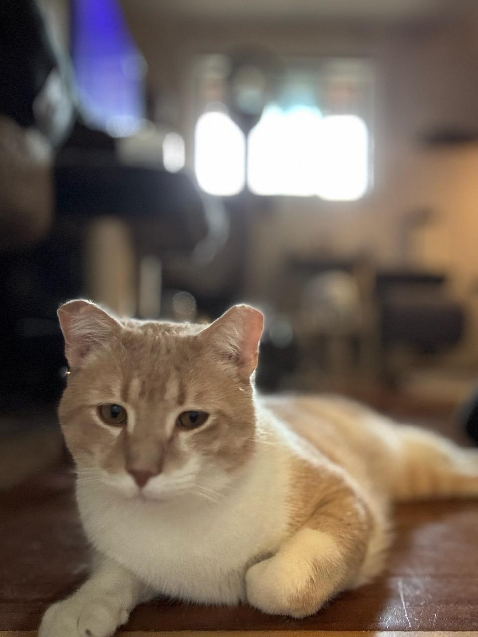 Enlarge Buddy, a Adoptable Tabby in woodbridge, VA image 2/6