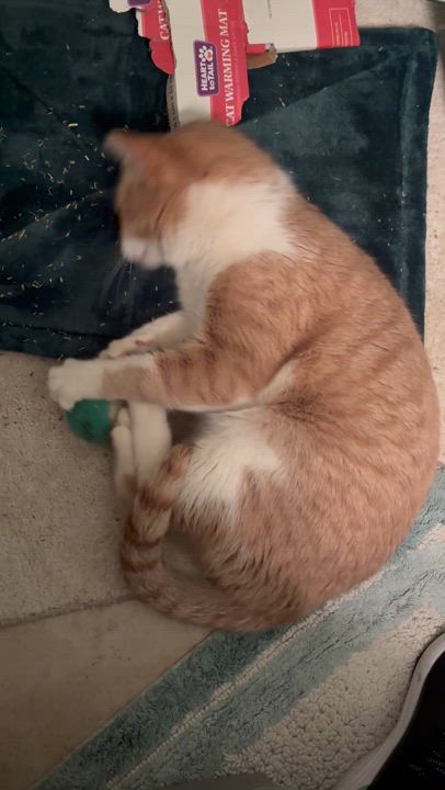 Enlarge Buddy, a Adoptable Tabby in woodbridge, VA video 3/6