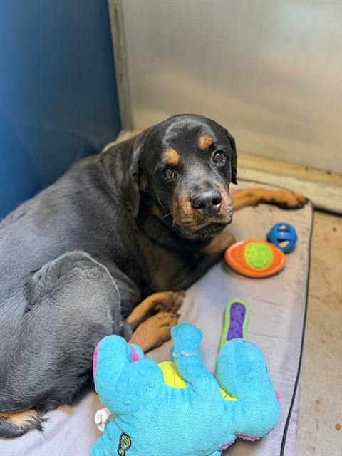 Enlarge Gino, a Adoptable Rottweiler in Gilbert, AZ image 1/3