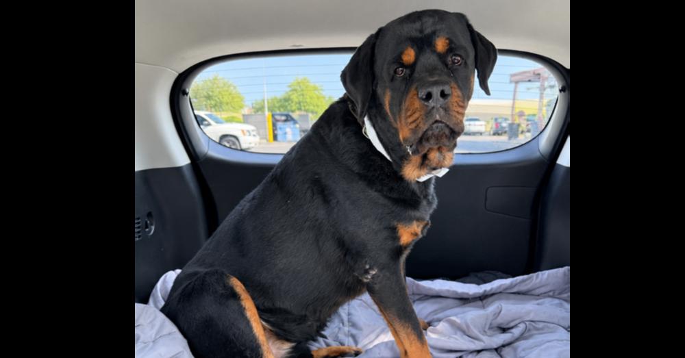 Enlarge Gino, a Adoptable Rottweiler in Gilbert, AZ image 2/3