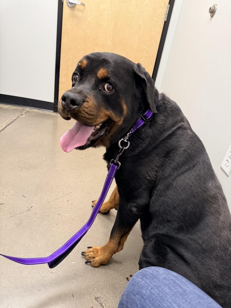 Enlarge Gino, a Adoptable Rottweiler in Gilbert, AZ image 3/3