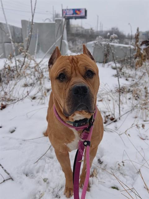 KING, Adoptable, Adult Male Cane Corso.