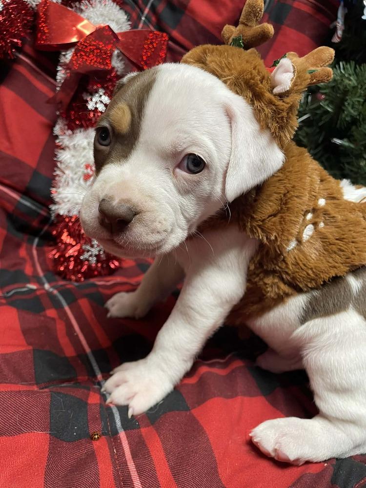 Billy The Kid thumbnail 3