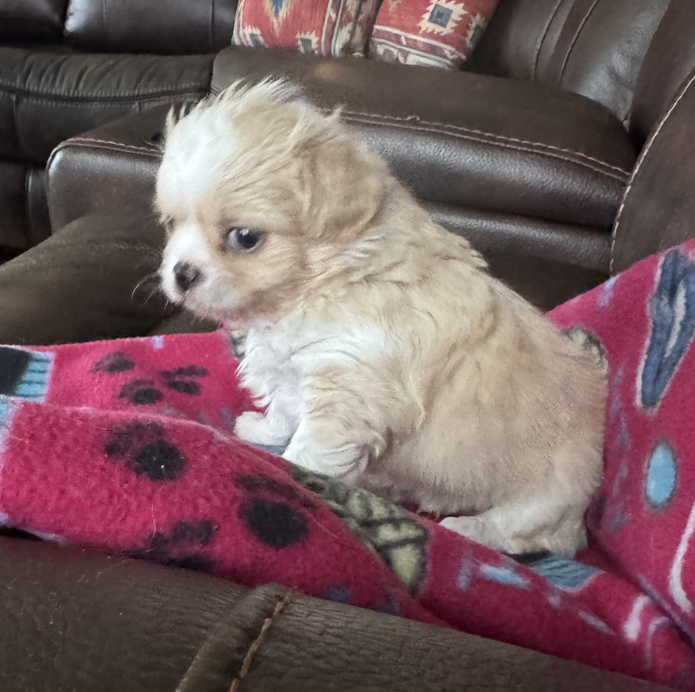 Enlarge Tommy, a ADOPTABLE mixed breed in Glenwood City, WI image 3/4