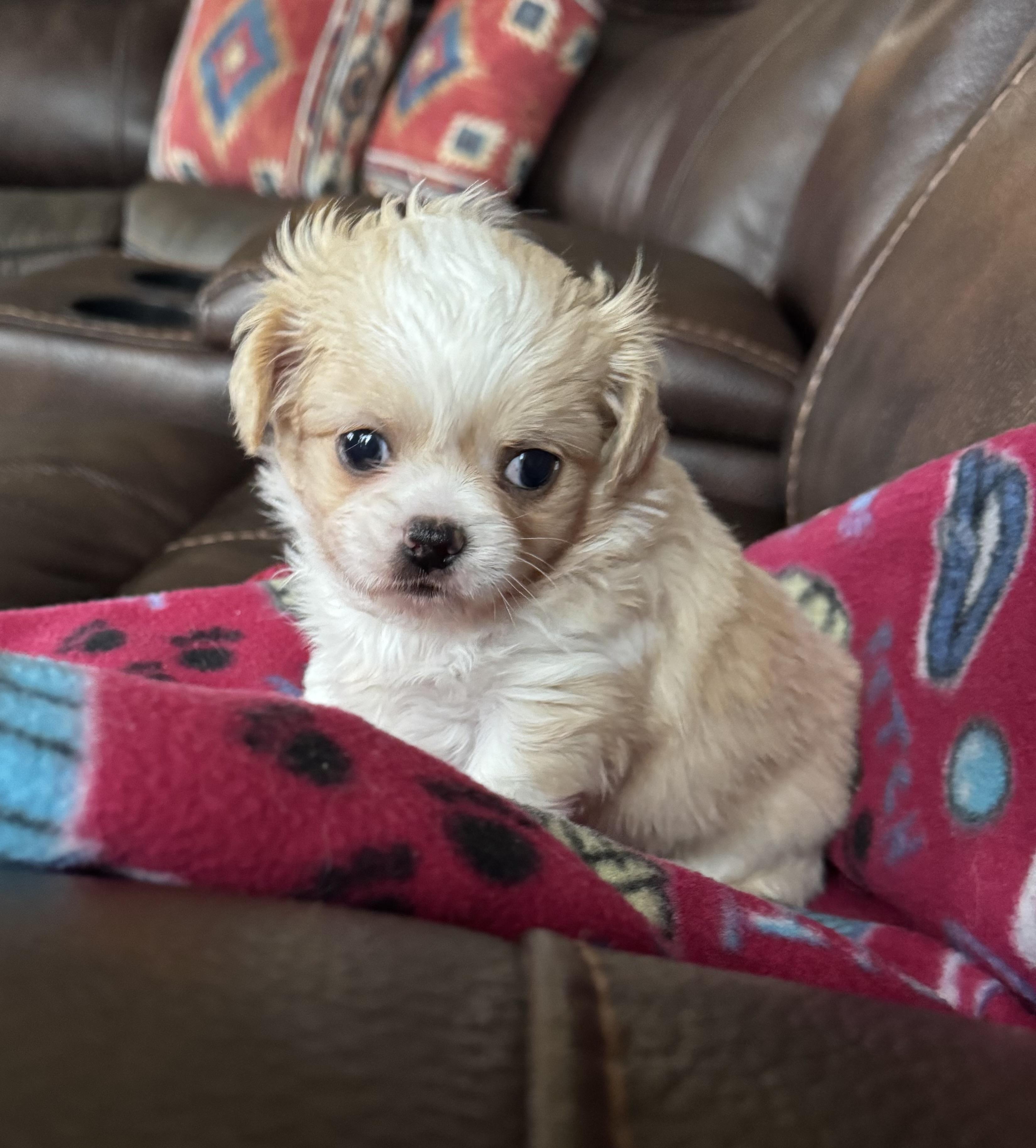 Enlarge Tommy, a ADOPTABLE mixed breed in Glenwood City, WI image 1/4