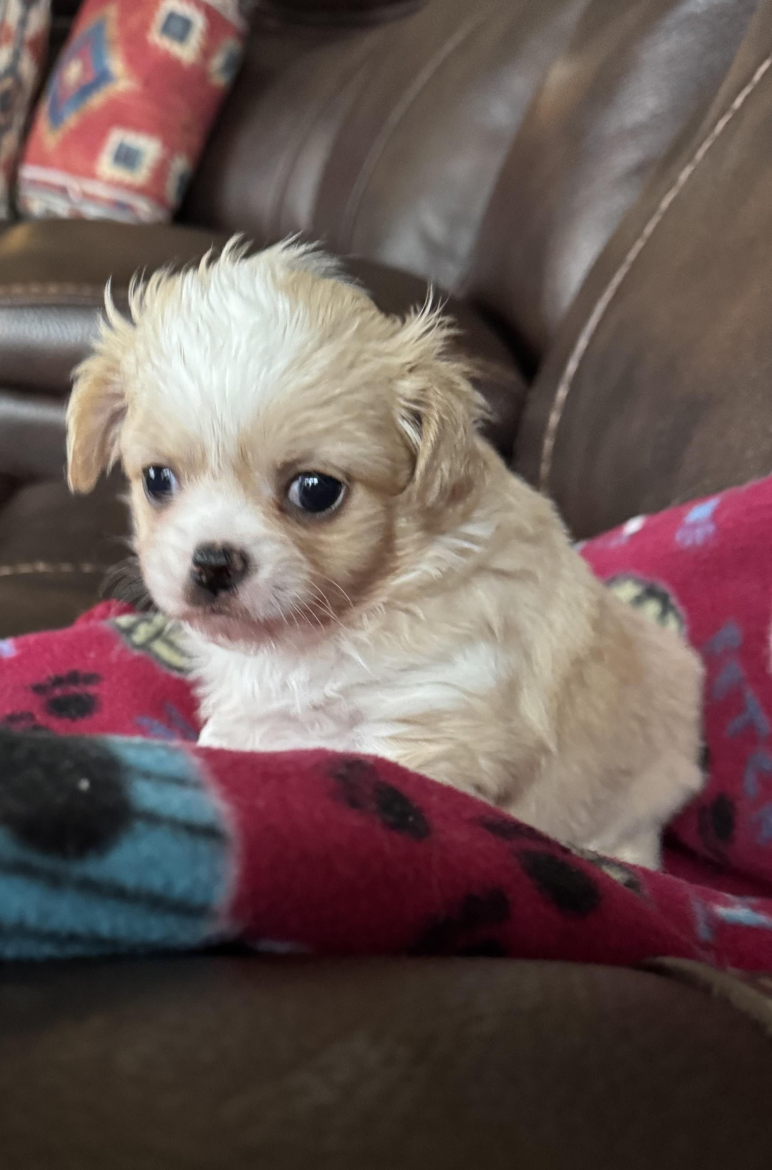 Enlarge Tommy, a ADOPTABLE mixed breed in Glenwood City, WI image 4/4