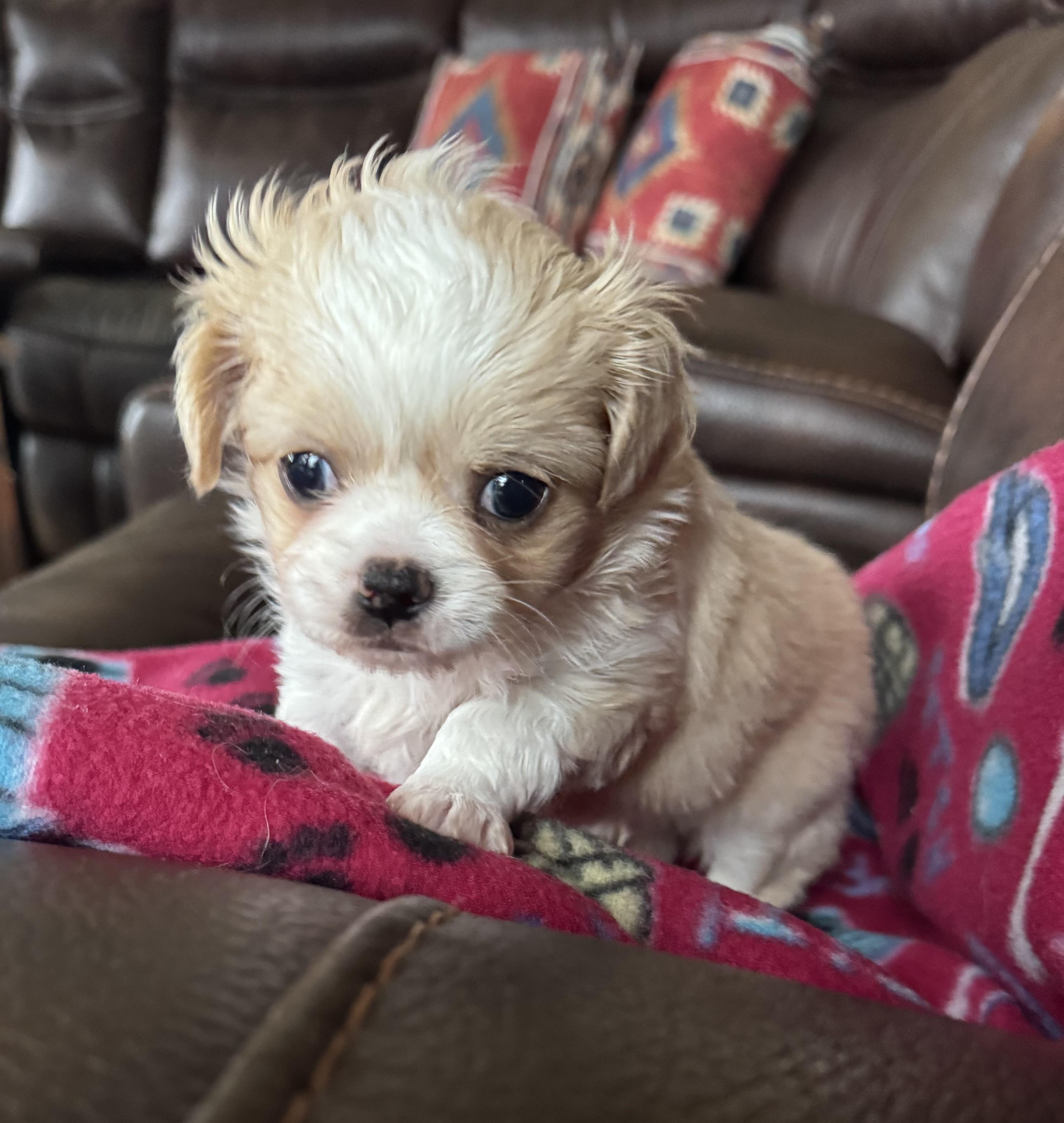Enlarge Tommy, a ADOPTABLE mixed breed in Glenwood City, WI image 2/4