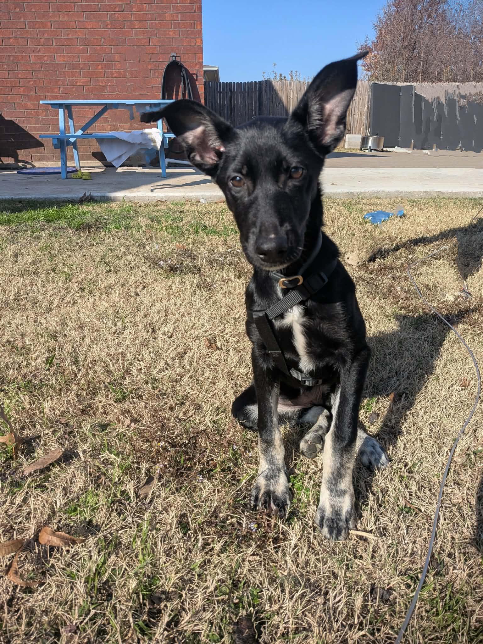 Enlarge Coco, a ADOPTABLE mixed breed in Carrollton, TX image 3/3