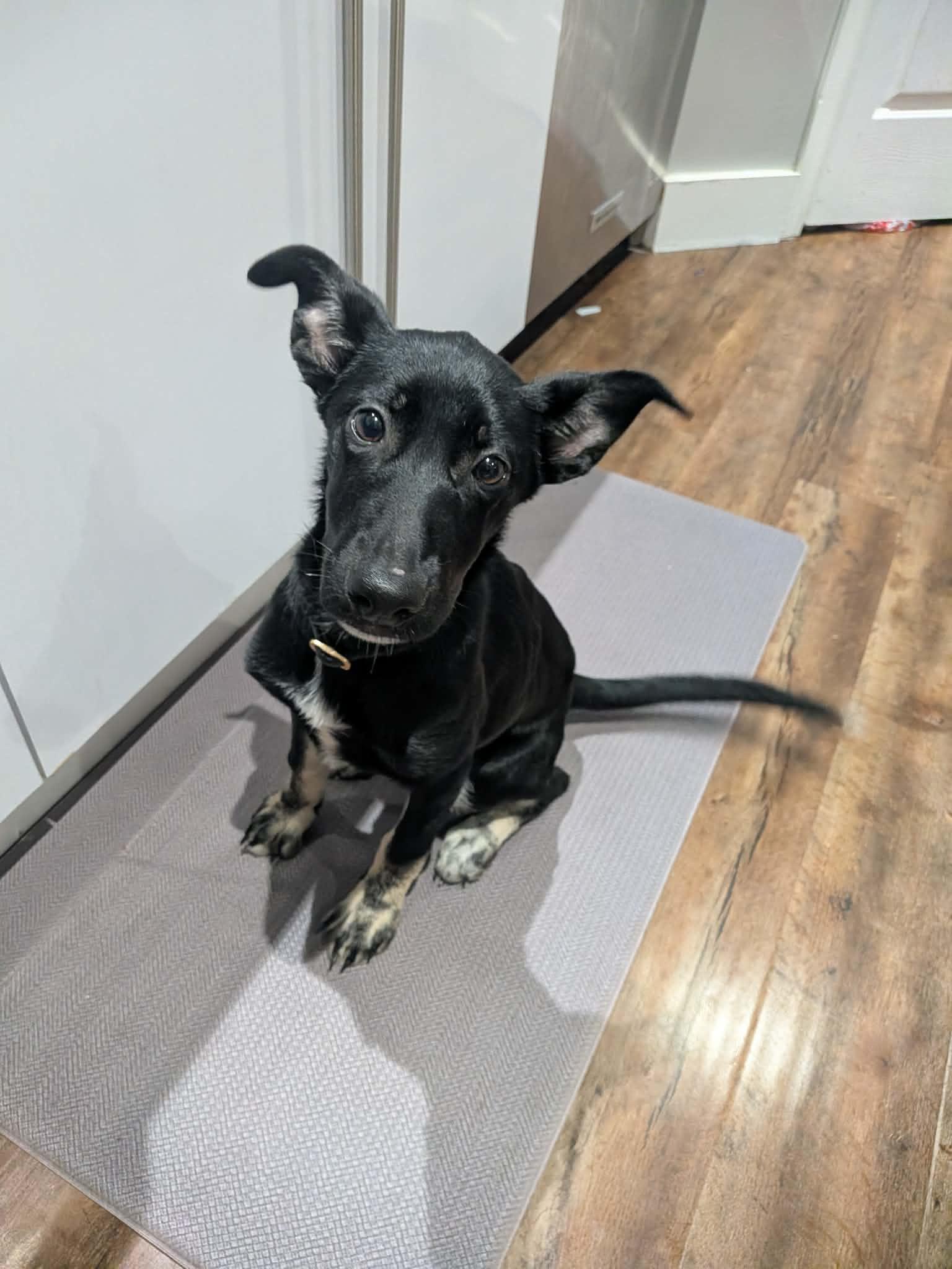 Coco, ADOPTABLE, Puppy Female German Shepherd Dog.