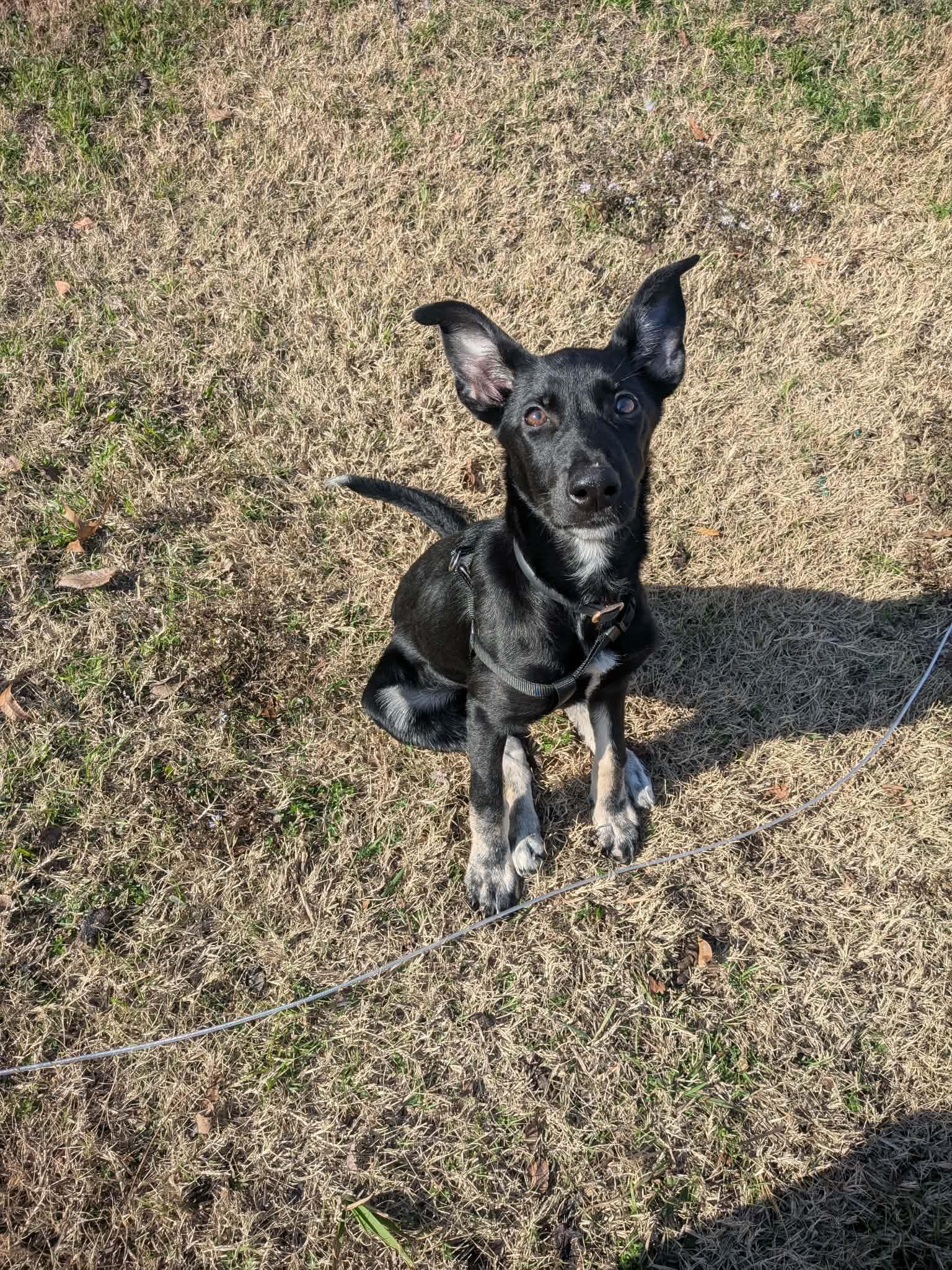 Enlarge Coco, a ADOPTABLE mixed breed in Carrollton, TX image 2/3