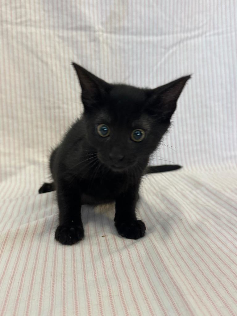 Walking Taco, Adoptable, Kitten Male Domestic Short Hair.