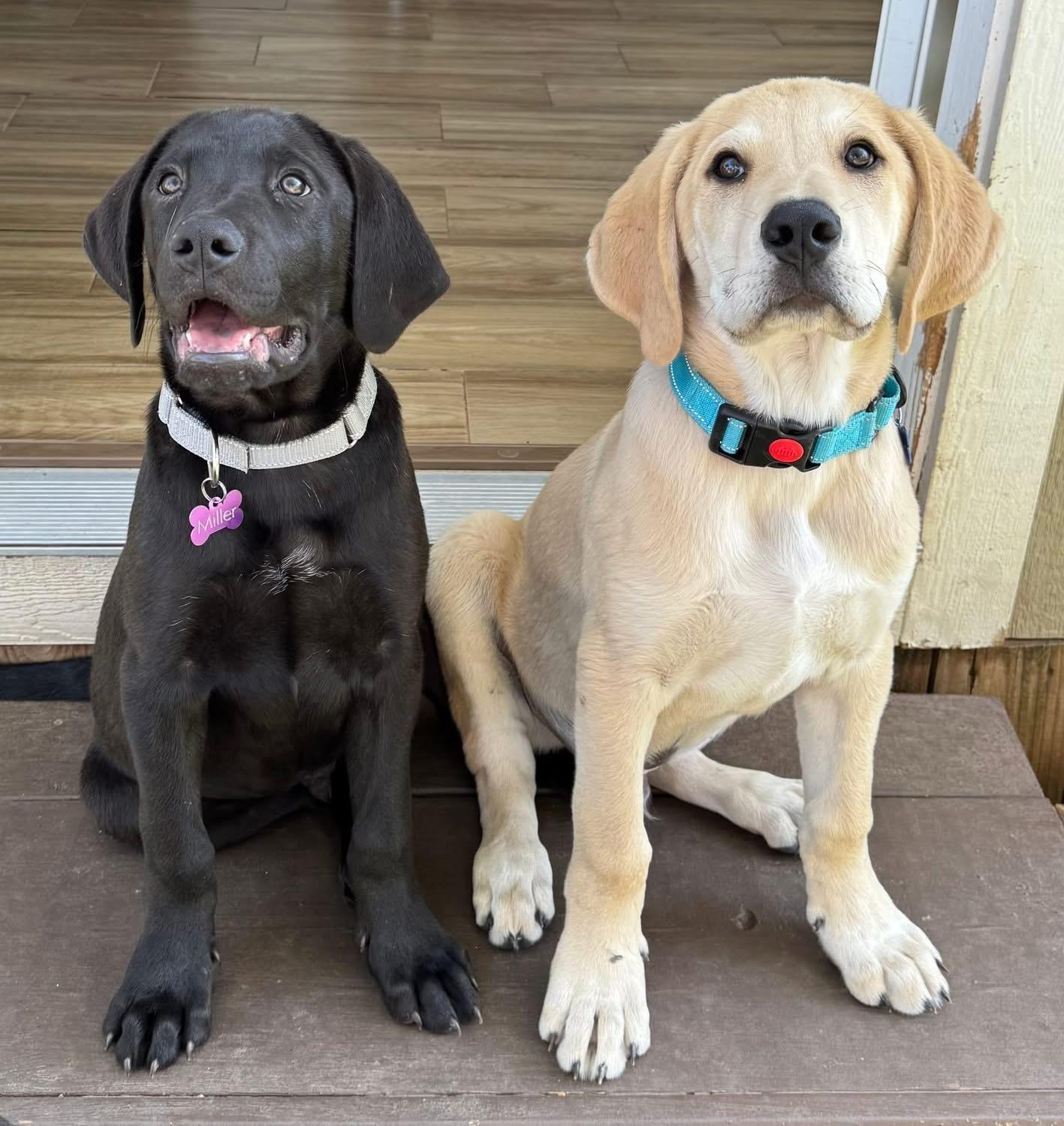 Enlarge Archer, a ADOPTABLE mixed breed in Southlake, TX image 4/4