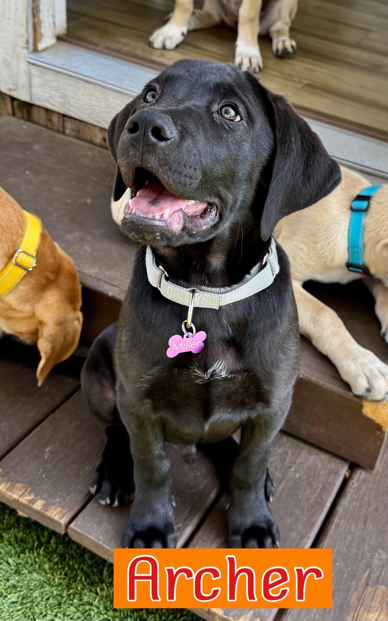 Archer, ADOPTABLE, Young Male Labrador Retriever & Hound.