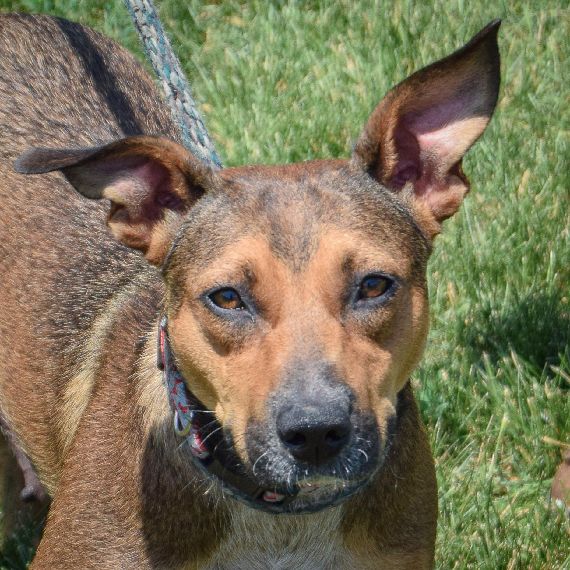 Darla