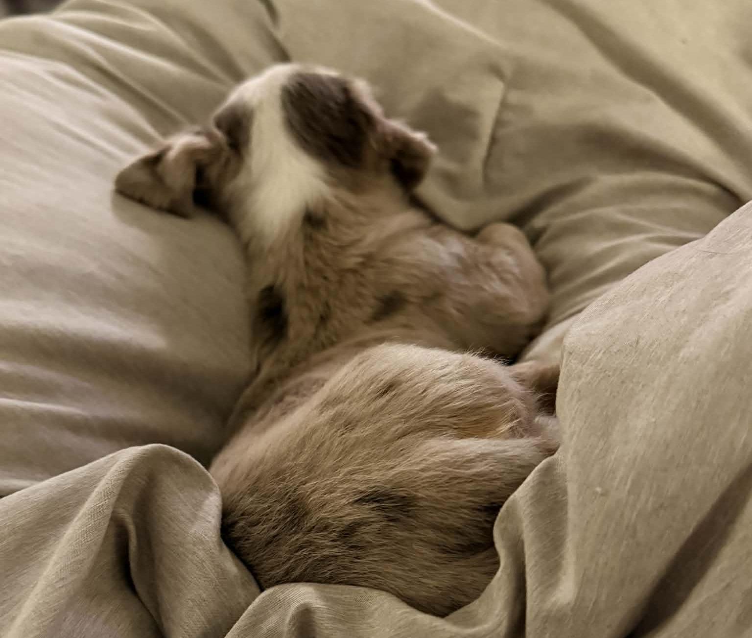 Taffy, a Adoptable mixed breed in LEWISTON, ID image 1/5