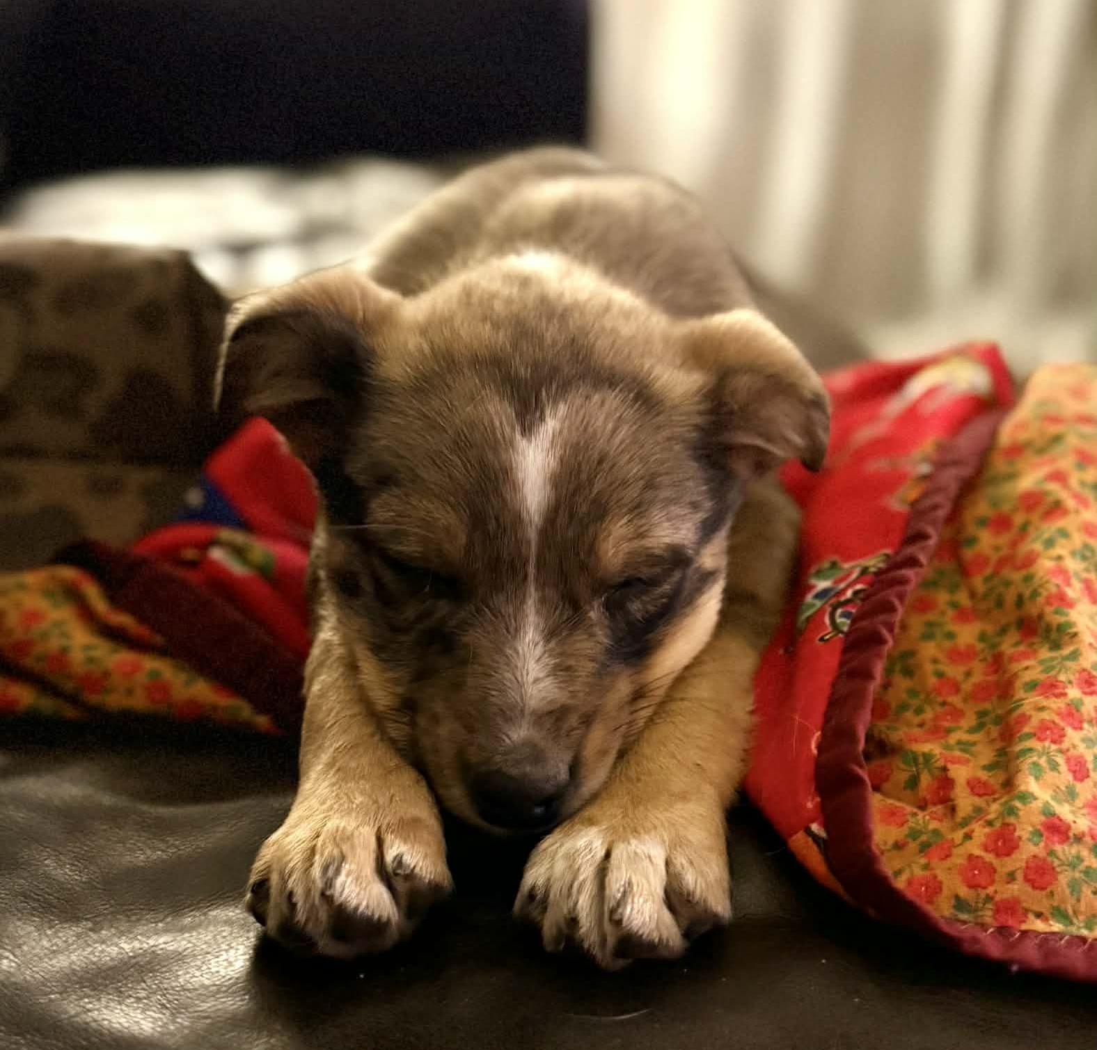 Taffy, a Adoptable mixed breed in LEWISTON, ID image 2/5