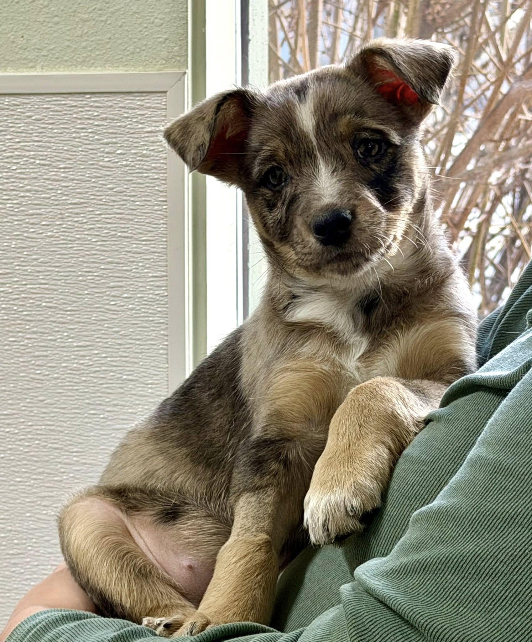Taffy, a Adoptable mixed breed in LEWISTON, ID image 5/5